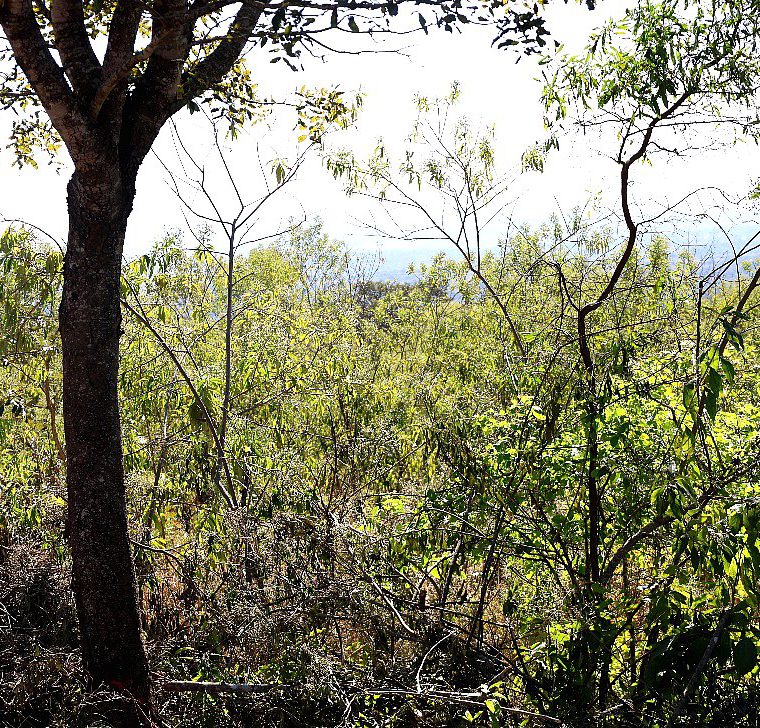 Indigenous woodland inside a gazetted forest reserve