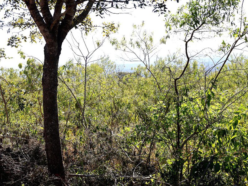 An indigenous tree standing in a gazetted forest under an open sky