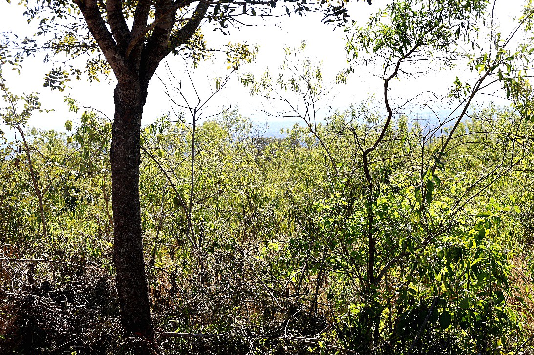 Indigenous woodland inside a gazetted forest reserve