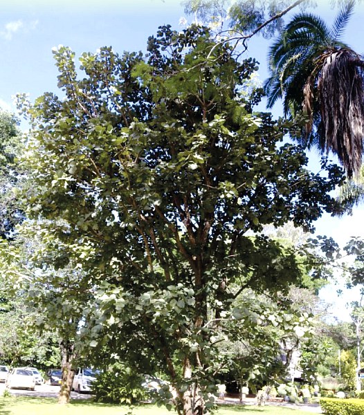 A mature Mutiti (Erythrina abyssinica) tree, Zimbabwe Tree of the Year for 2026