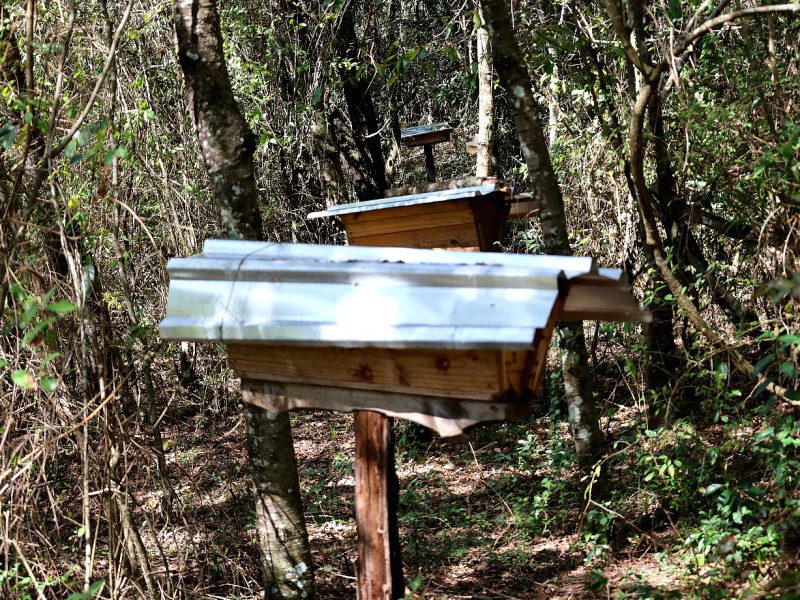 A beehive mounted on a stand in open woodland