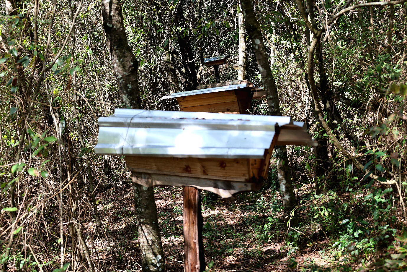 A beehive mounted on a stand in open woodland
