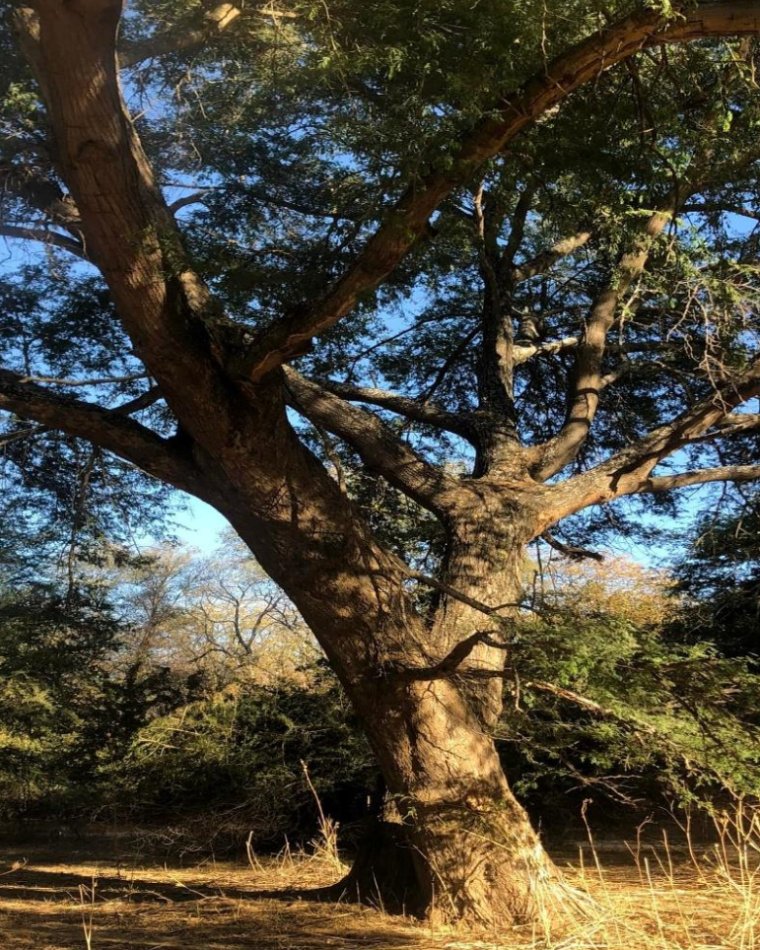 A large spreading indigenous tree in warm evening light