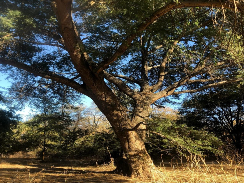 A mature indigenous tree standing in open woodland