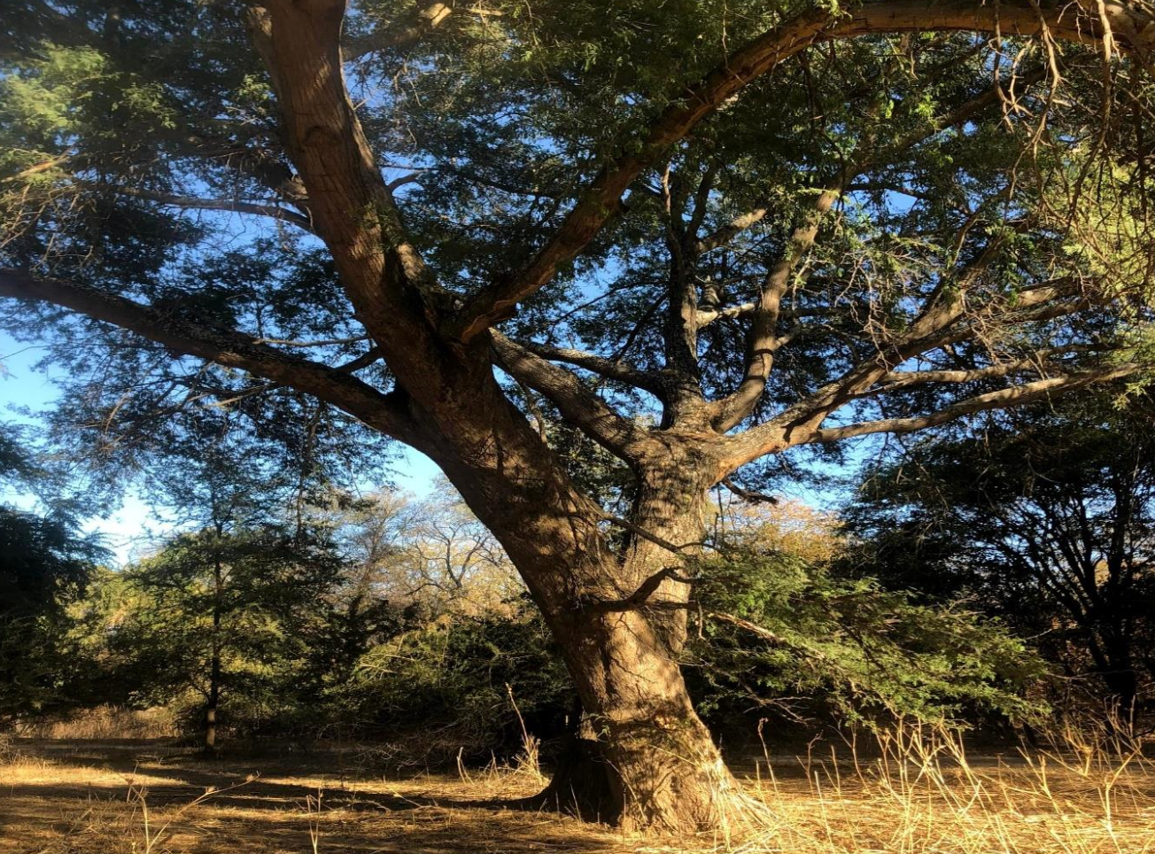 A large spreading indigenous tree in warm evening light