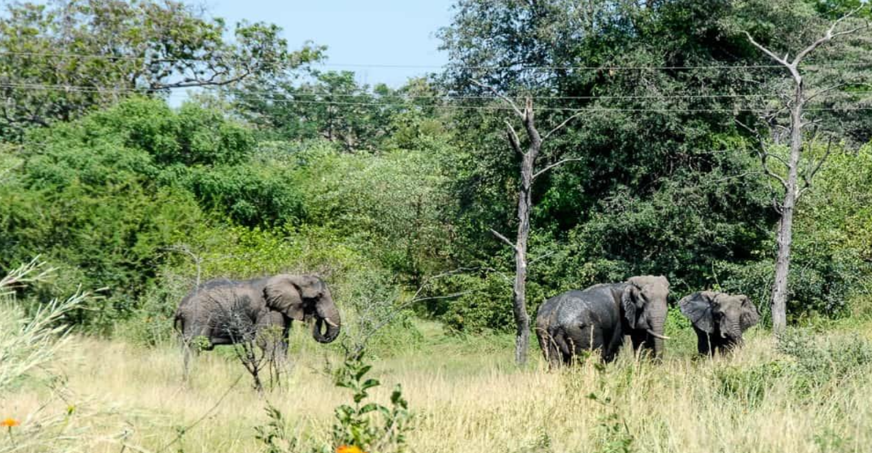 A family of elephants moving through open woodland