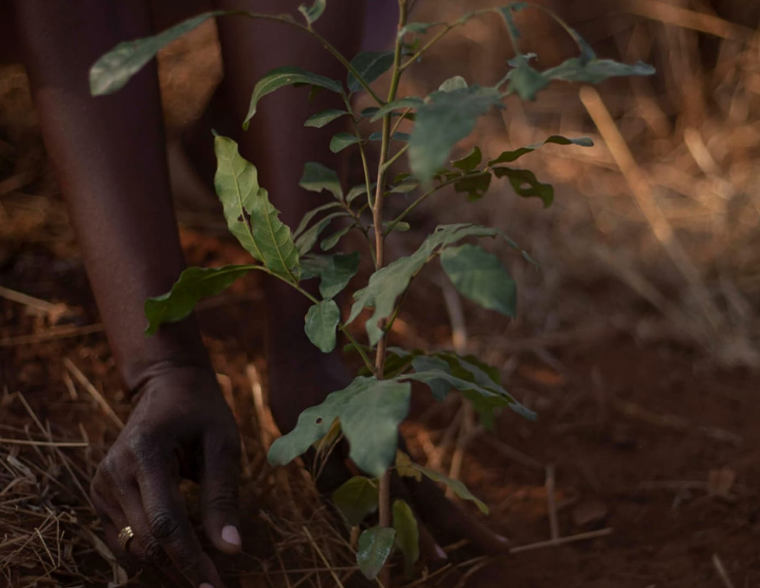 Hands firming soil around a newly planted seedling