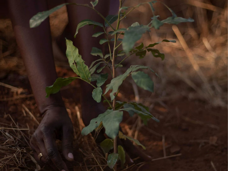 A seedling being tended at a forestry nursery