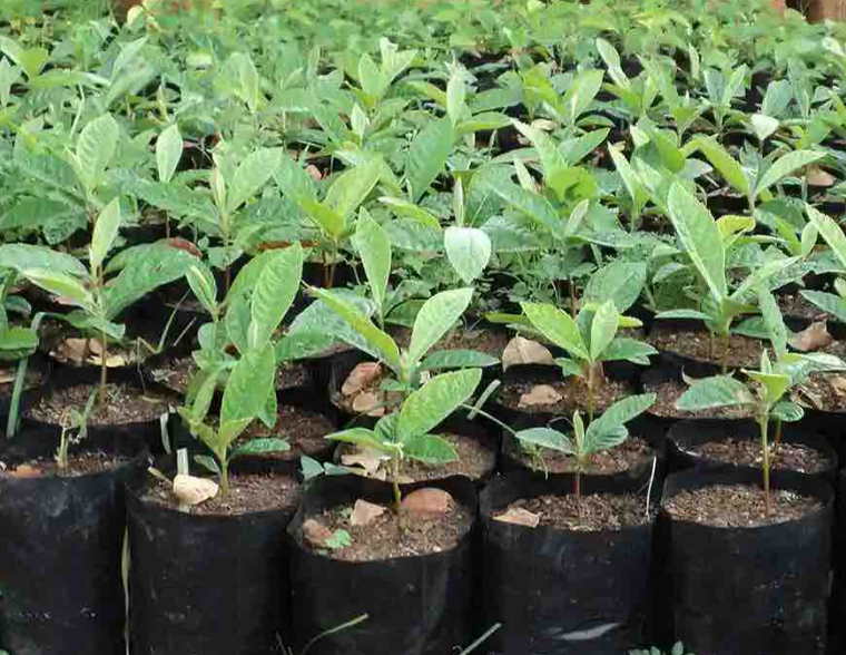 Rows of young tree seedlings growing in nursery polybags