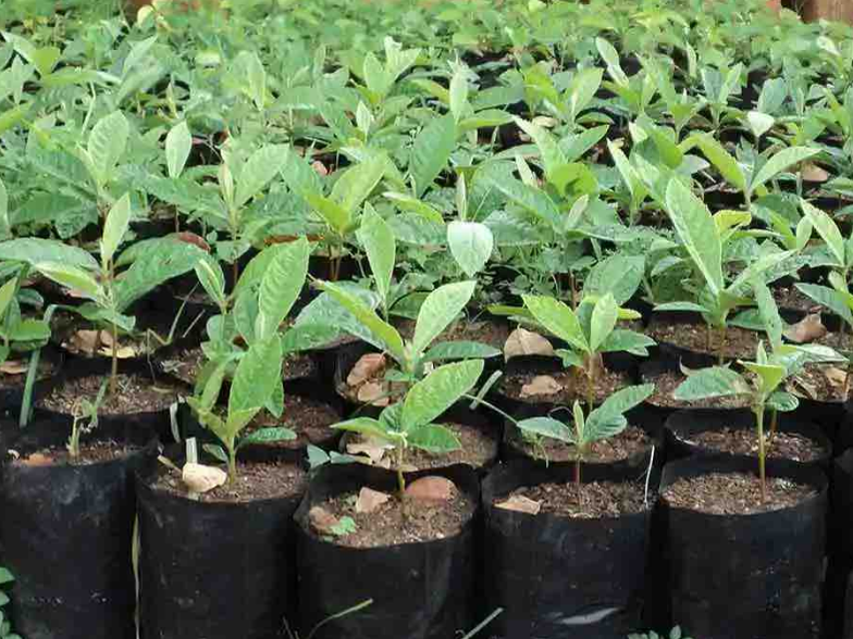 Rows of young tree seedlings growing in nursery polybags