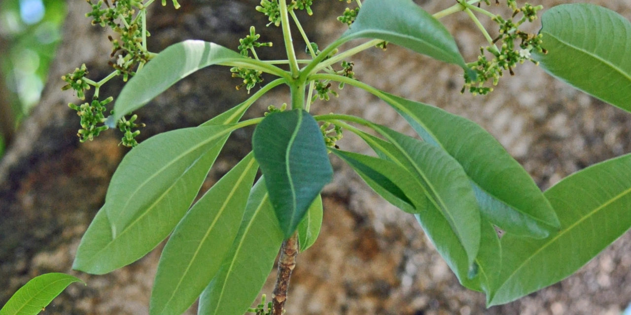 Close view of fresh green leaves on a branch