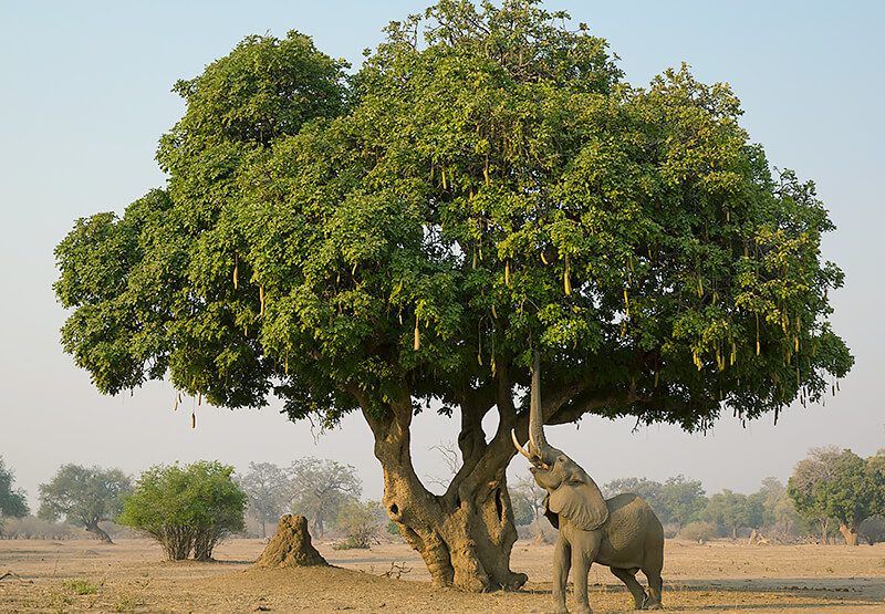 A broad-canopy tree in open woodland with wildlife grazing beneath