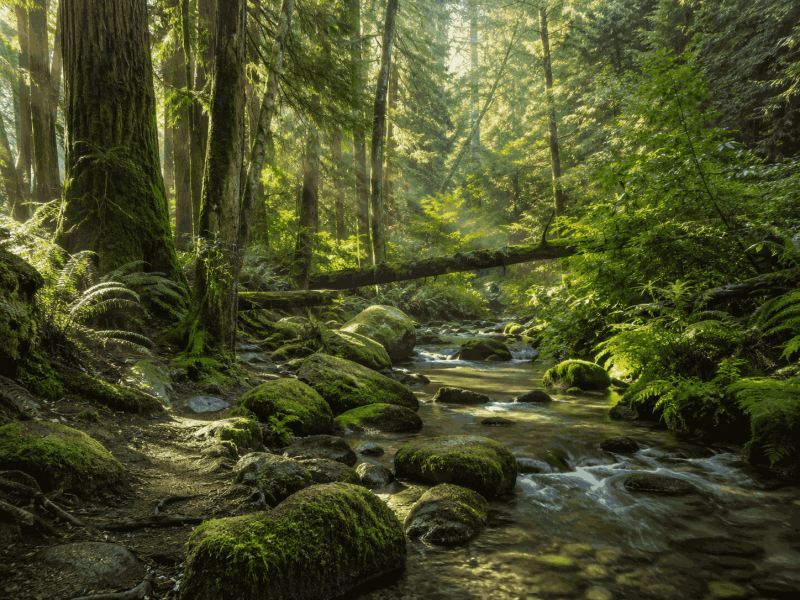A clear stream running through mossy forest